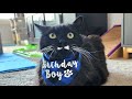My Tuxedo Cat Says Keep Spoiling Me The Party S Not Over