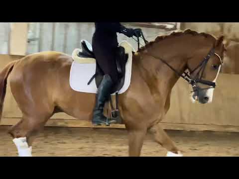 SOLD! 2015 dressage gelding by Bretton Woods/Florestan I/Donnerhall