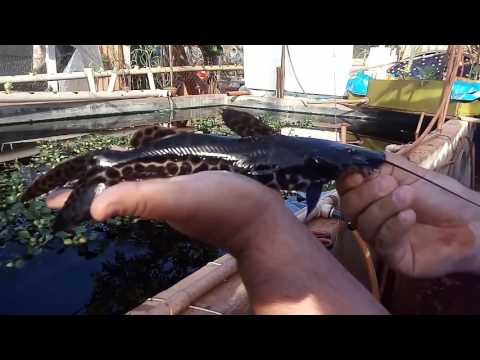 Pintados no sistema aquapônico