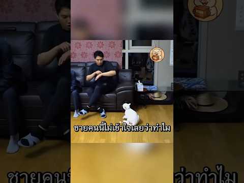 แมวไม่ได้ดุ แค่มันเจ็บที่ถูกทิ้งไว้ข้างหลัง #แมว #shorts #สัตว์โลกน่ารัก #catlovers #catvideos