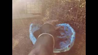 Graceful pig cooling off.