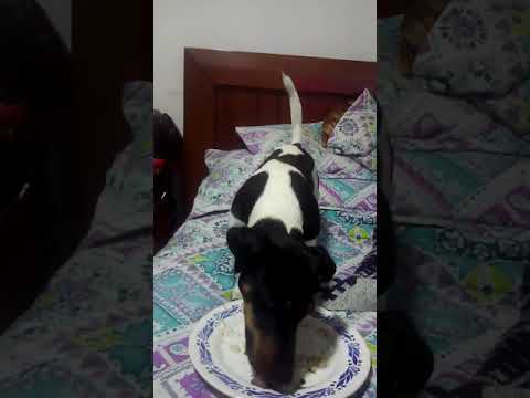 Romeito en su labor diaria