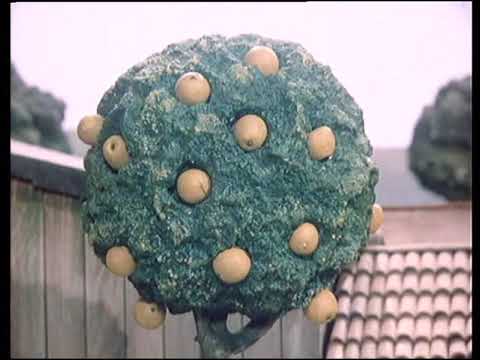 Jája a Pája - Jak pěstovali smiřická jablíčka (S02E04)