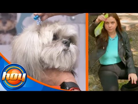 Consciente a tu mascota con un spa sin dejar de ser un dueño responsable y recoger sus heces