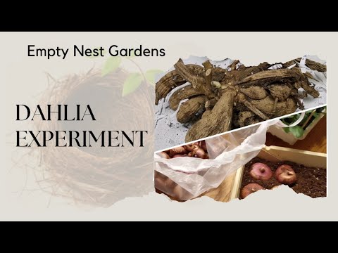 , title : 'Dahlia Experiment & Melon Update