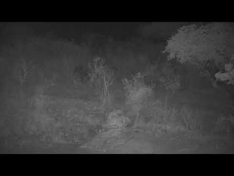 Djuma: Elephants feeding on other side of dam in the distance - 01:37 - 10/21/21