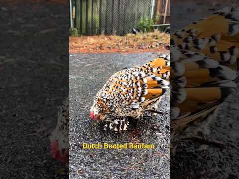 Amazing Dutch Booted Bantam Chickens #shorts #cuteanimals #bantam #bantams #chicken #citizentv