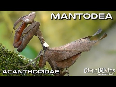 Modlivka listová (Acanthops falcata) — terárium, kŕmenie a správanie