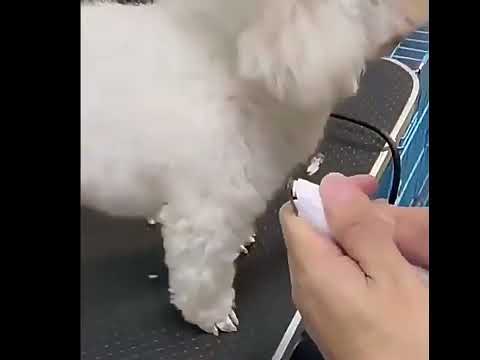 Триммер для собак и кошек 4 в 1 с керамическими лезвиями 4 насадки низкий шум перезаряжаемый для лап тела и мордочки белый - фото 1 - id-p2827199535