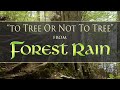 "To Tree Or Not To Tree" from FOREST RAIN by Dean Evenson