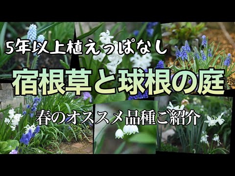 秋のクロッカス 植物