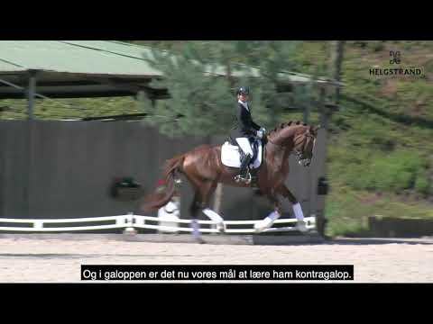 So Unique by Sezuan/Donnerhall, stallion, born 2015