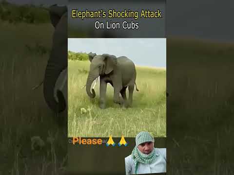 lion #with #small #children #elephant #attack #on #jungle #sart #video.