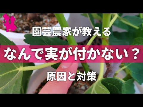 イチジクで気根を育てるにはどうすればよいですか？なぜ彼らは現れるのでしょうか？試してみたい4つの方法  庭園