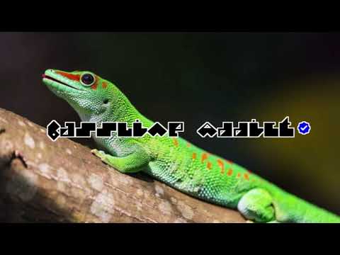 Freddo Ft. Kaos - Exorcist│BasslineAddict