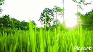 Download lagu Beautiful Sunrise & The Flowers | NO COPYRIGHT VIDEO | NATURE,#viral 🙏🙏🙏11K mp3