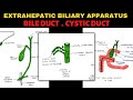 Extrahepatic Biliary Apparatus (2/4) | Bile Duct & Cystic Duct Anatomy | Abdomen Anatomy