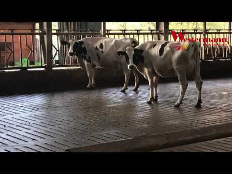 Westermann Spaltenschieber WS Vario 800 (VERKAUFT)