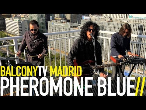 PHEROMONE BLUE - FENCES (BalconyTV)