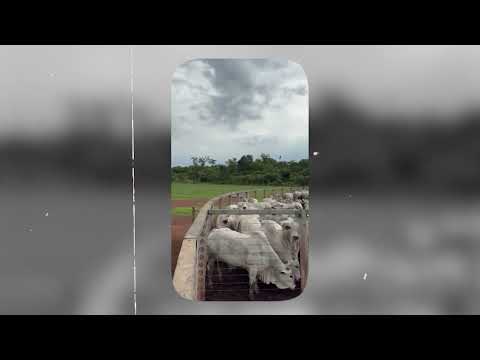 FAZENDA EM SANTA MARIA DAS BARREIRAS (PA) SURPREENDE COM BOIADA DE 22@; CONFIRA