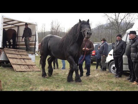 Targ expozitional de cai Varbilau, Prahova 9 Aprilie 2023