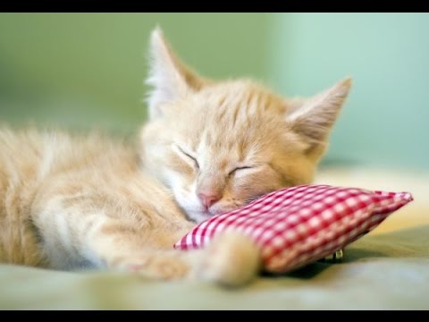 8 Hours Music for Sleeping, Soothing Music, Stress Relief, Go to Sleep, Background Music, ☯2499