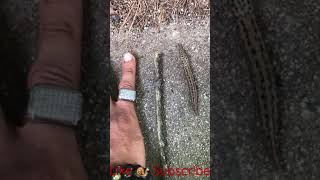Leopard Slug Speed crawling on sidewalk, Mollusk moving fast as possible out of the Sun ☀️ 🐌