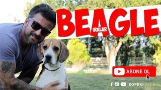 Köpek Irkları - Beagle