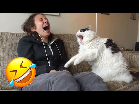 Lustigste Tiervideos 😹🐶 Sehr lustige Katzen & Hunde 2025 🤣 Teil 1