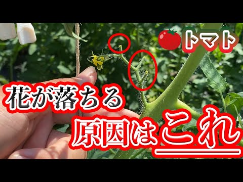 トマトの葉に白い斑点ができる 3 つの原因 (およびその対処法)  庭園