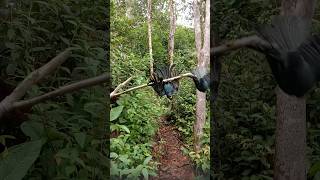 Download lagu poin srigunting abu abu dan hitam|| mp3 Download lagu poin srigunting abu abu dan hitam|| mp3