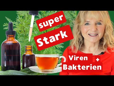 Artemisia annua - annual mugwort - tea, oxymel and herbal tincture