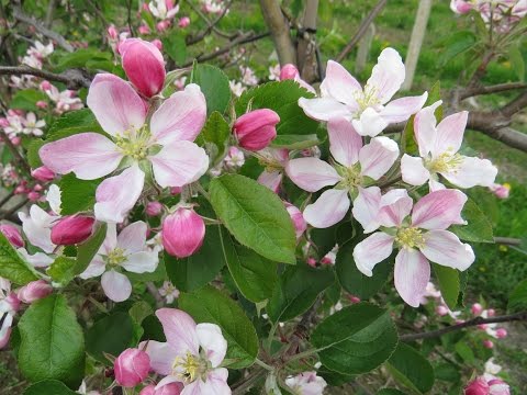 Komunikat sadowniczy - zalecenia PROCAM 03.05.2016. Wydanie specjalne