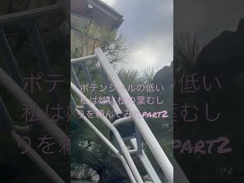 高山庭園 – 18 枚の写真でわかる造園成功の秘密とヒント  庭園