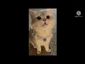 Meow Cash Meowing