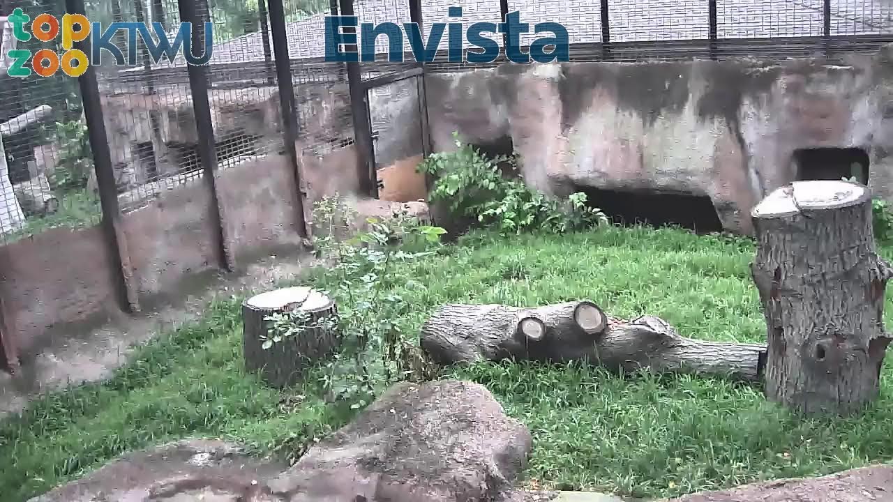 Post: Topeka Zoo Outside Tiger Webcamwebcam