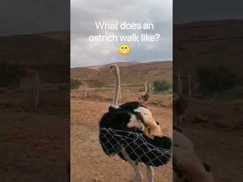What does an ostrich walk like?