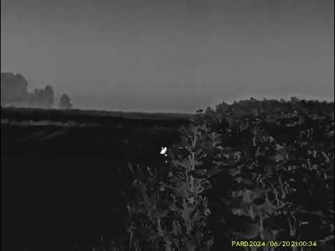 Pard FT32 LRF/ Predator hunting/ Lov sakala/ 222 Remington/ Lov predatora