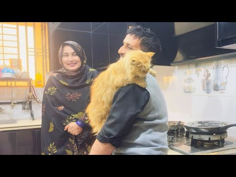 Special Treat For New Cuties ❤️❤️❤️ Most Informative Vlog About Cats Diet 🐈🐈🐈