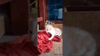 Download lagu Bayi Kucing Lucu | Video Kucing Lucu mp3 Download lagu Bayi Kucing Lucu | Video Kucing Lucu mp3