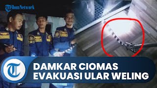 Hanya Butuh 2 Menit, Damkar Sektor Ciomas Evakuasi Ular Weling di dalam Rumah Warga