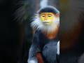 Meet The World S Most Colorful Monkey Red Shanked Douc Langur Animals Wildlife