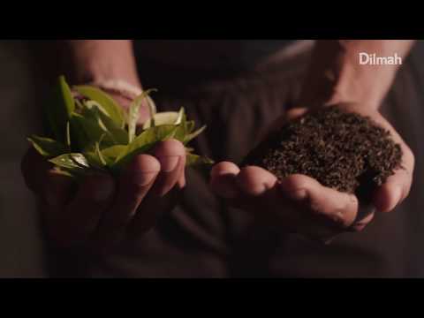 The Story of Tea - Dilmah