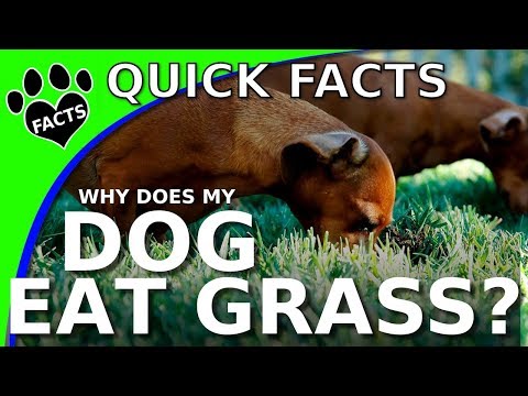 Why Does My DOG Eat GRASS to PUKE all of a sudden? - Animal Facts
