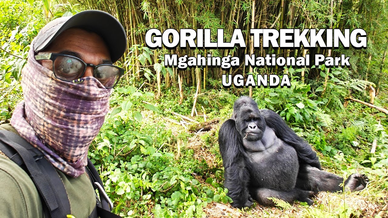 Gorilla Trekking - Mgahinga National Park, Uganda
