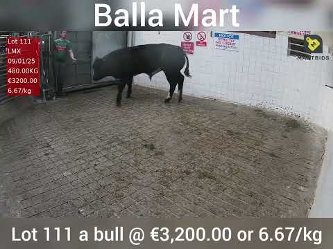 Balla Mart Tuesday 12th a bull @ €3,200.00 or 6.64/kg