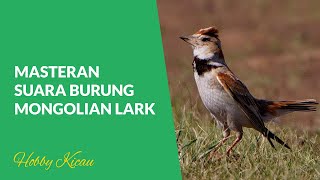 Download lagu Masteran Suara Burung Mongolian Lark Gacor Cocok Untuk Memaster Burung Berkicau mp3 Download lagu Masteran Suara Burung Mongolian Lark Gacor Cocok Untuk Memaster Burung Berkicau mp3