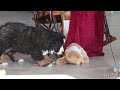Bernese Mountain Dog dogs for sale: Bailey - Video 1