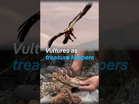 Vultures in Spain as treasure keepers | DW News