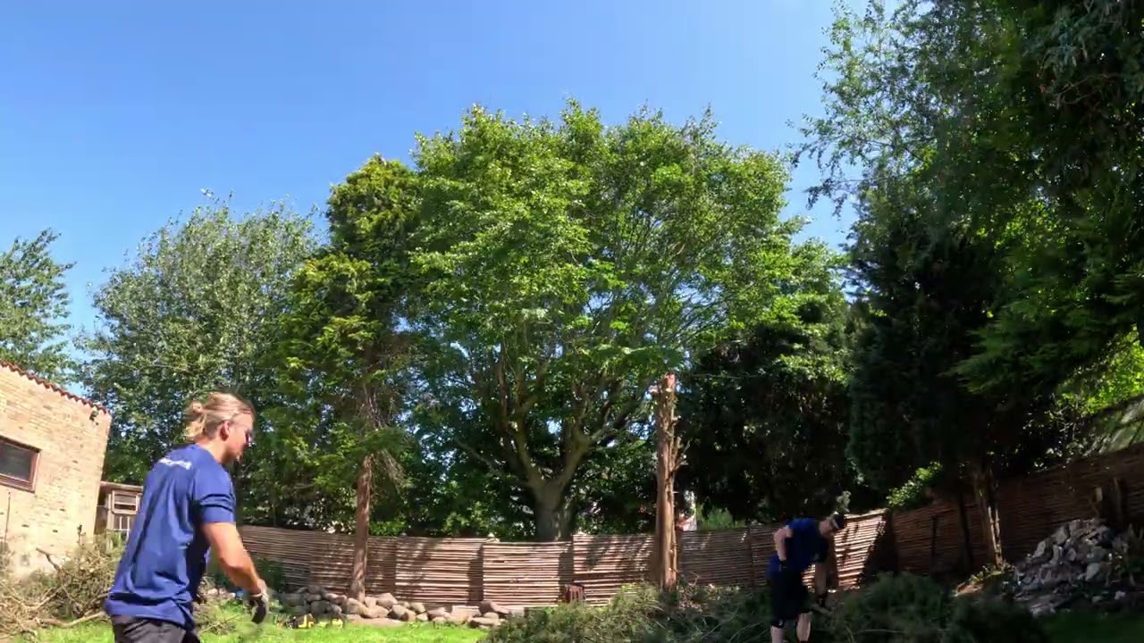 Træfældning i Hellerup (Timelapse): Sikker fældning af stor thuja som arborist